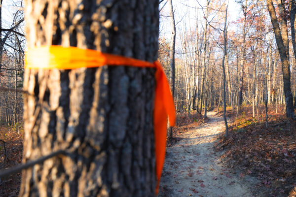 tree_tape_trail